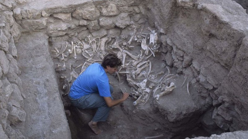 Los huesos de los kungas fueron excavados hace unos 10 años en un túmulo funerario en Tell Umm el-Marra, en el norte de Siria, por la arqueóloga Jill Weber de la University of Pennsylvania