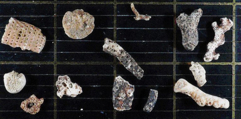 Fragmentos de briozoos descubiertos en el fondo marino