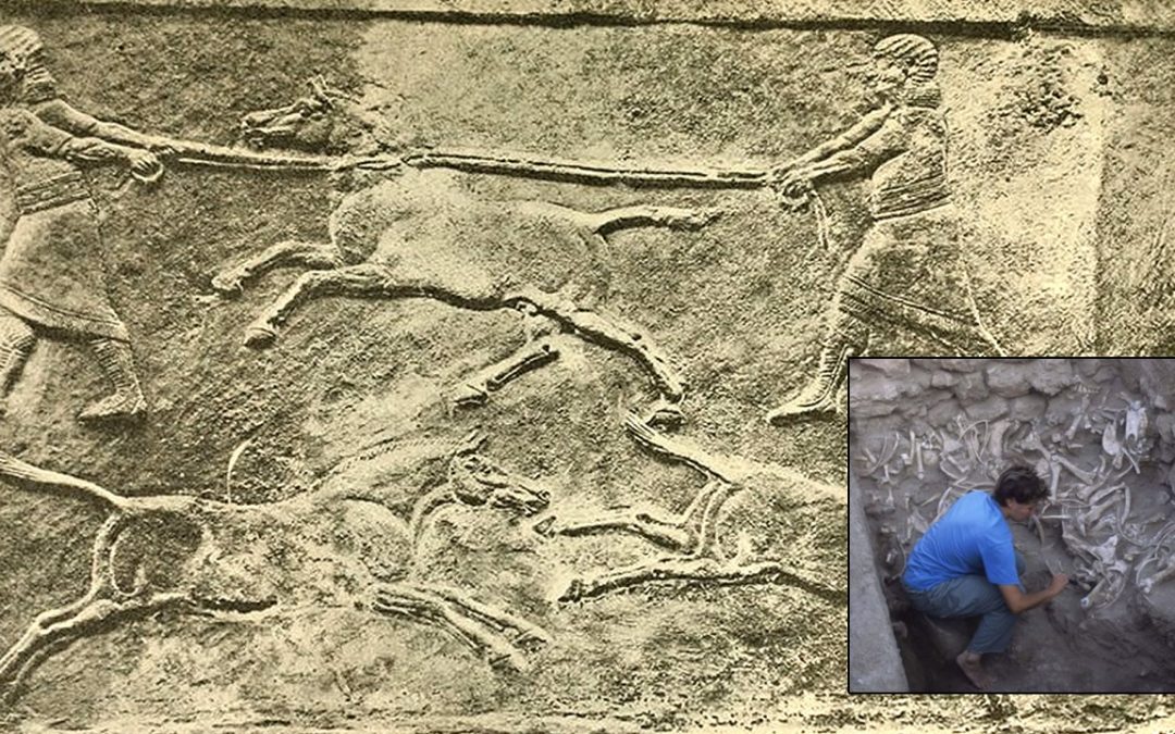 Descubren primeros animales híbridos creados con “bioingeniería” en la antigua Mesopotamia