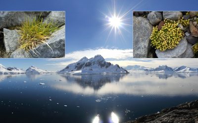 Rápida expansión de plantas con flores en la Antártida es una preocupante advertencia climática
