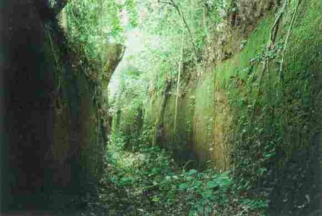 Restos de la muralla de Benin. La naturaleza recobró sus dominios
