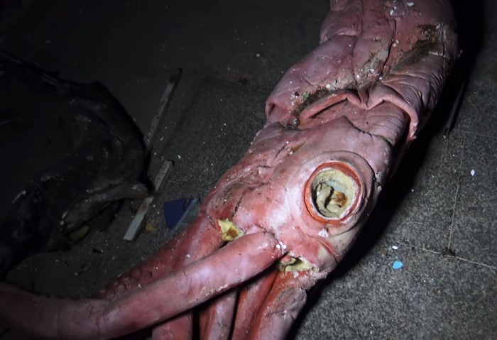 El calamar falso hecho de espuma
