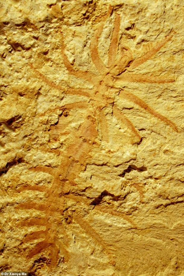 Los fósiles incluyen varios gusanos, incluido el gusano Lobopodian (Luolishania)