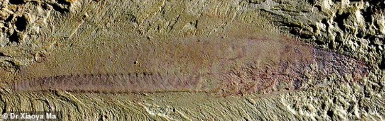 Los fósiles incluyen varios gusanos, incluido el gusano Lobopodian (Luolishania)