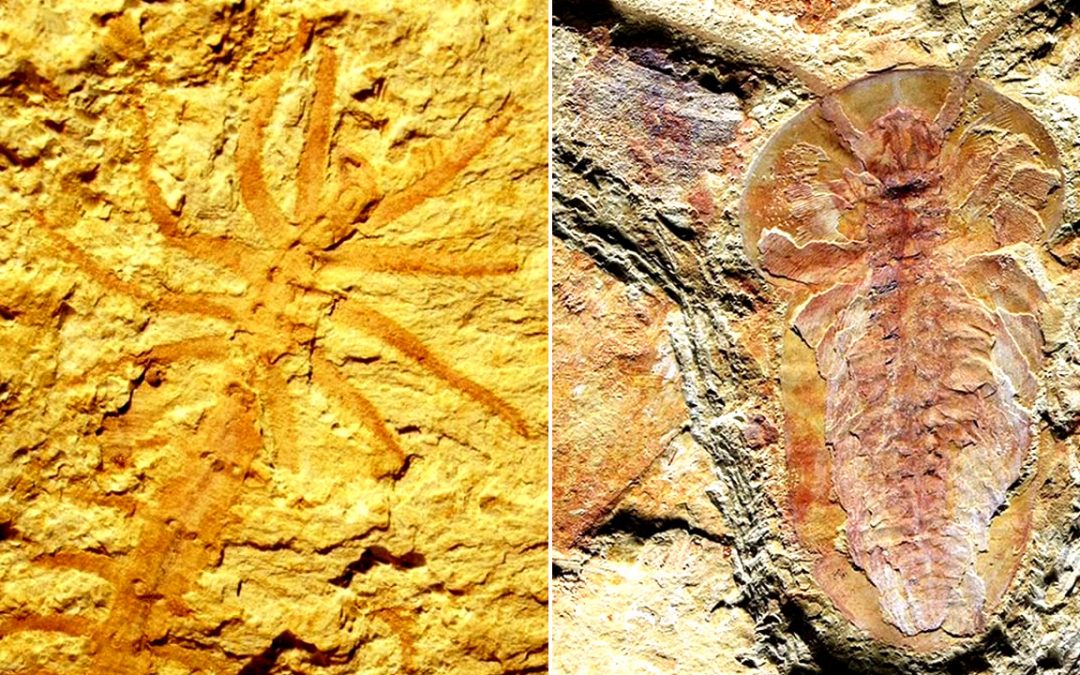 Descubren fósiles de 500 millones de años de más de 250 especies en delta de un río en China