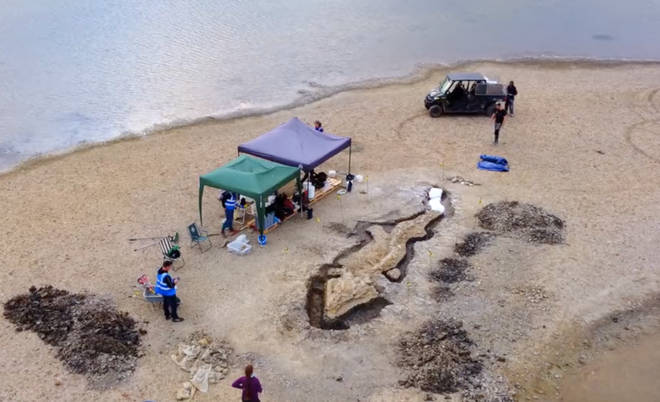 Los restos del "dragón marino" prehistórico fueron descubiertos en Midlands