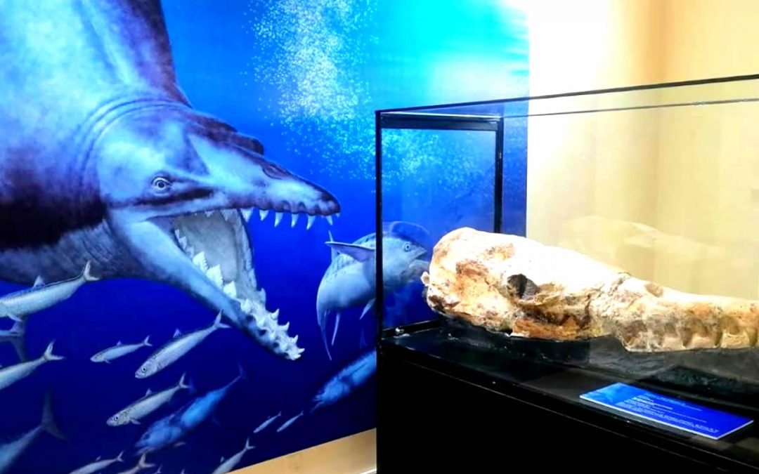 “Monstruo marino” de Perú: Ballena de 16 metros y de 36 millones de años, uno de los más grandes depredadores