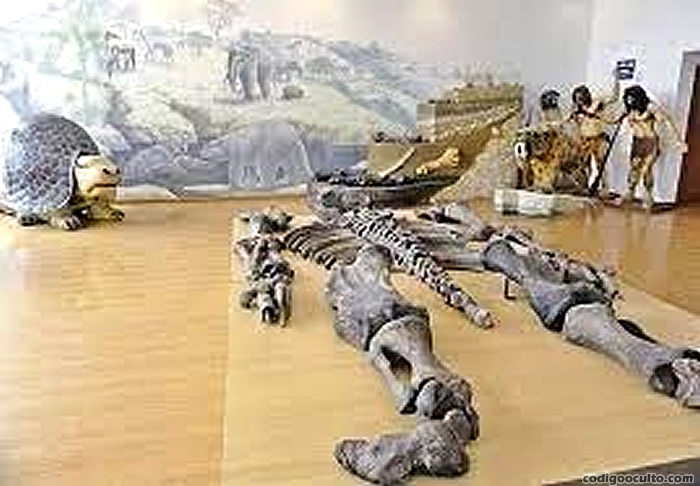 Esta fotografía circula en varios sitios como restos de un gigante, sin embargo, se trata de un extinto megaterio, actualmente exhibido en el Museo Paleontológico de Santa Elena, Ecuador