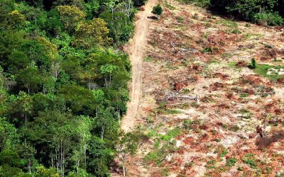 Mayor parte de la selva amazónica se acerca al “colapso catastrófico”