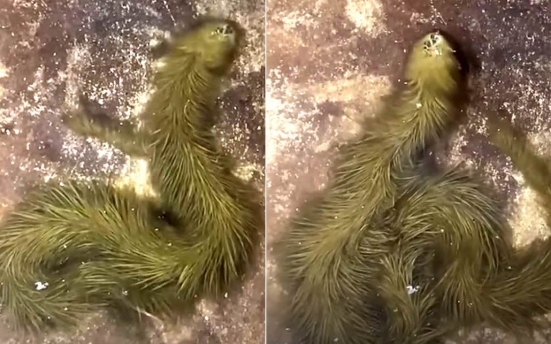 Serpiente con “pelaje verde” encontrada en Tailandia (VIDEO)