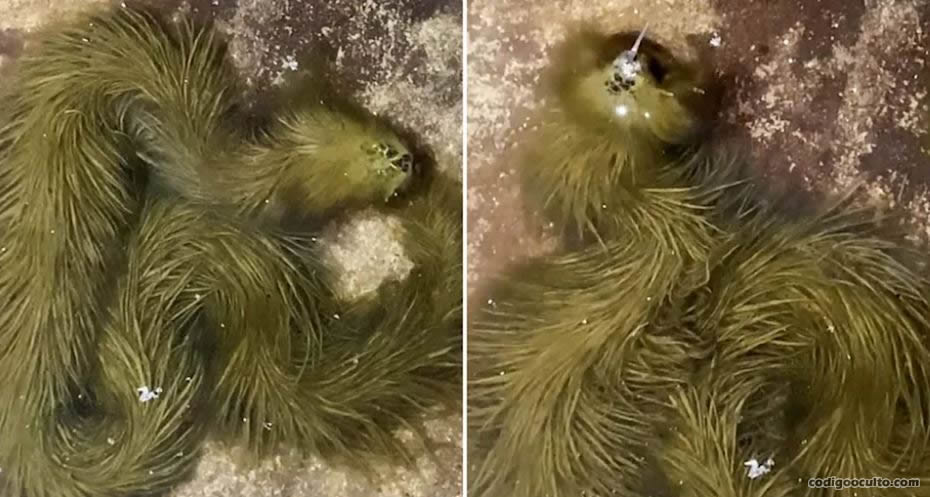 Esta serpiente que parece estar cubierta de piel fue encontrada en un pantano en Tailandia