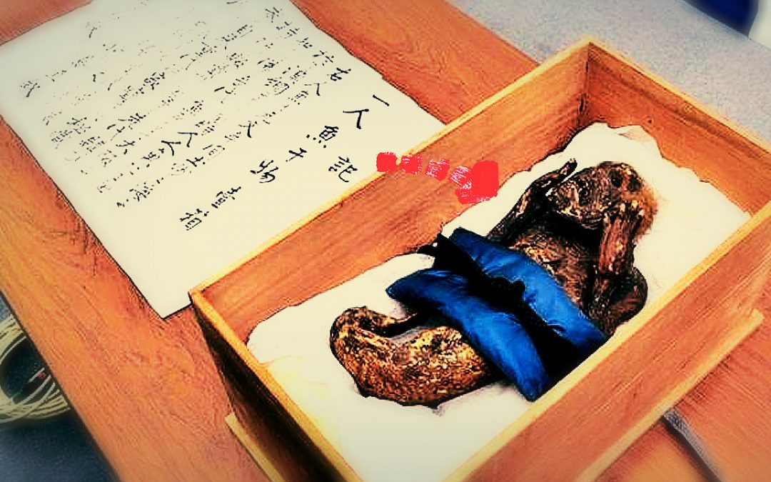 La extraña “sirena” analizada por científicos japoneses: “mitad mono y mitad pez”