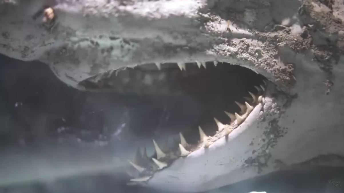 Un primer plano a las mandíbulas del tiburón momificado