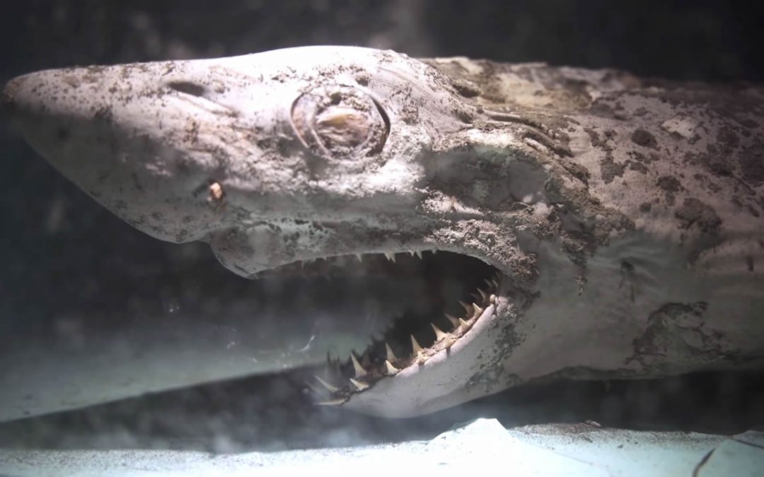 Revelan imágenes de un tiburón “zombie” y otras criaturas en un acuario abandonado