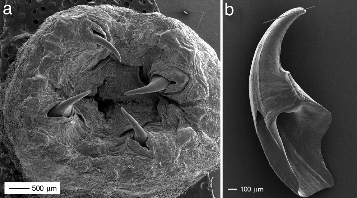 Micrografías SEM de una probóscide de Glycera, que muestran las cuatro mandíbulas reversibles (a) y una única mandíbula extraída (b). Cortesía: Pontín et al