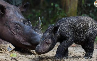 Rinoceronte de Sumatra nace en un Santuario de Indonesia