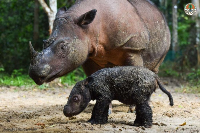 La diminuta cría es una gran victoria para el Santuario de rinocerontes de Sumatra