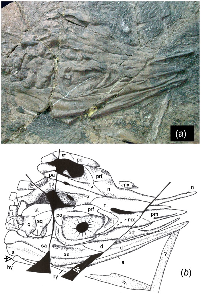 Fósil de Ictiosaurio hallado