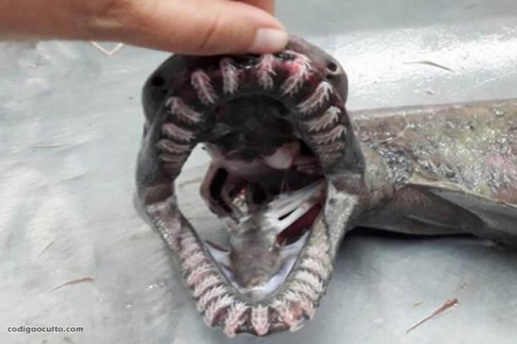 La especie es conocida como tiburón anguila (Chlamydoselachus anguineus)