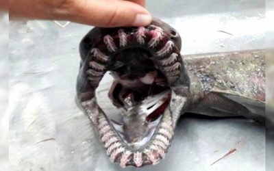 Raro tiburón de 300 dientes y que vive desde hace 80 millones de años, fue encontrado en Portugal