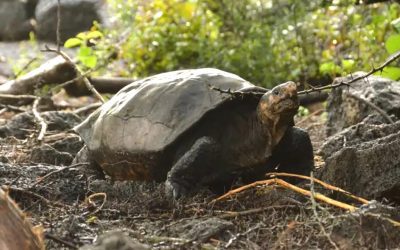 Tortuga gigante que se creía “totalmente extinta” es encontrada repentinamente en una isla