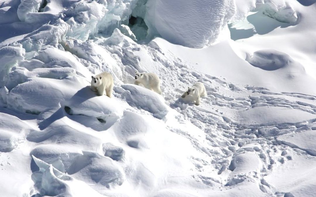 Encuentran un grupo genéticamente distinto de osos polares viviendo aislados en un “hábitat imposible”