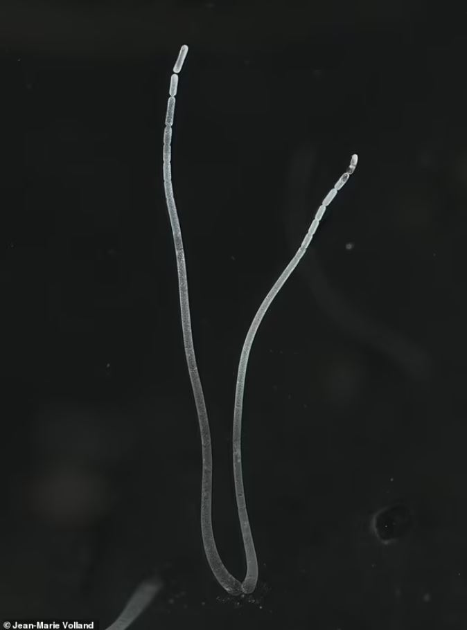 Filamentos de Thiomargarita magnifica. El organismo "gigante" es unas 50 veces más grande que todas las demás bacterias gigantes conocidas y, por lo tanto, puede verse a simple vista
