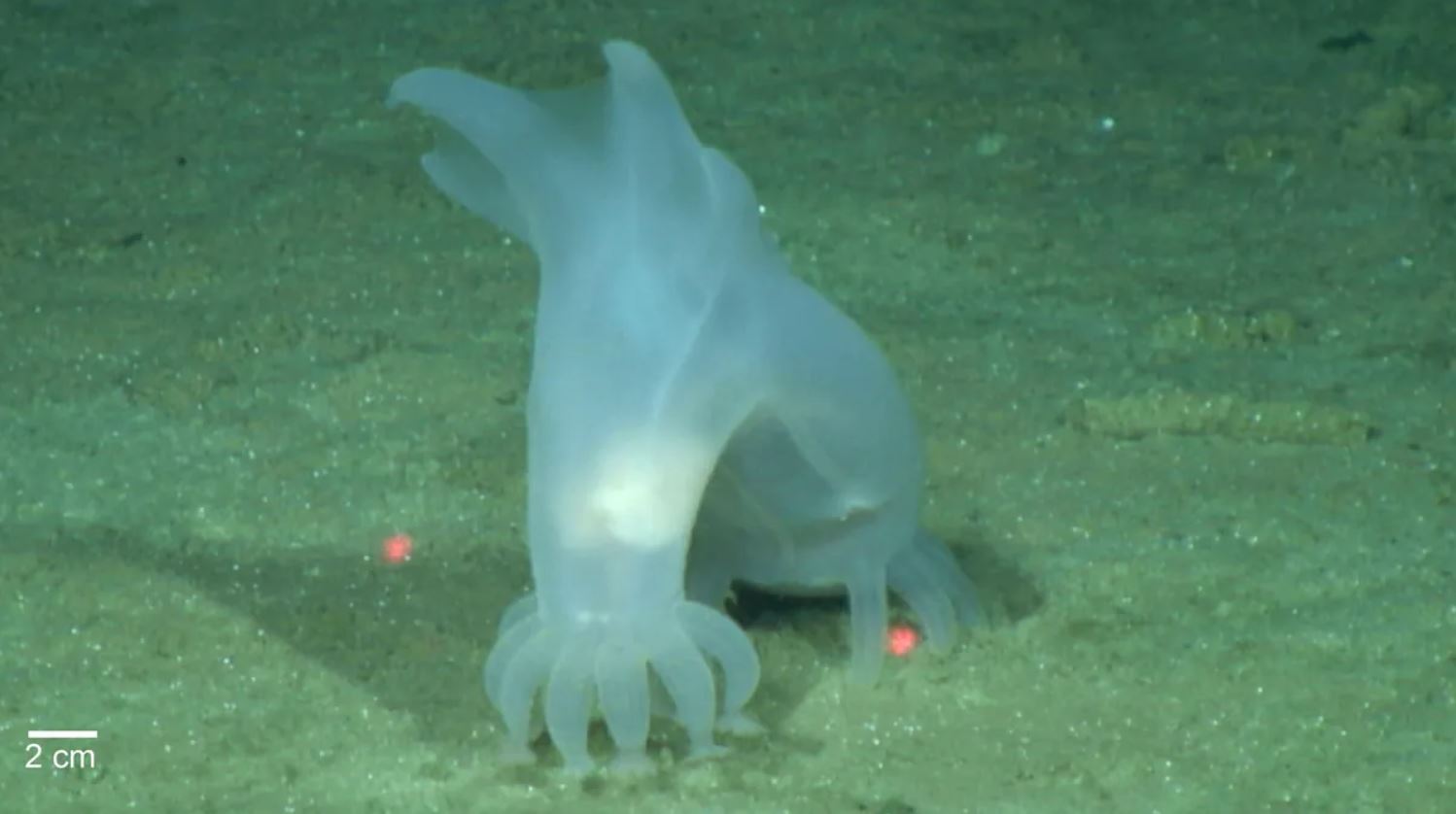 Peniagone vitrea es una de las especies de aguas profundas más antiguas conocidas, descubierta en la década de 1870 en la expedición Challenger