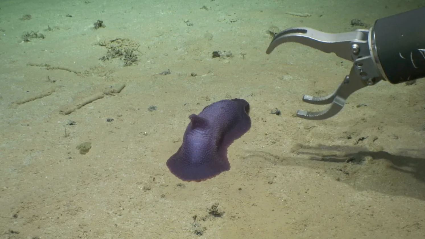 Psychropotes verrucicaudatus, una especie púrpura previamente conocida de holoturias de aguas profundas, a punto de unirse a la mano del robot