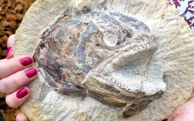 Encontrado sorprendente fósil de pez prehistórico que parece “saltar” de la roca