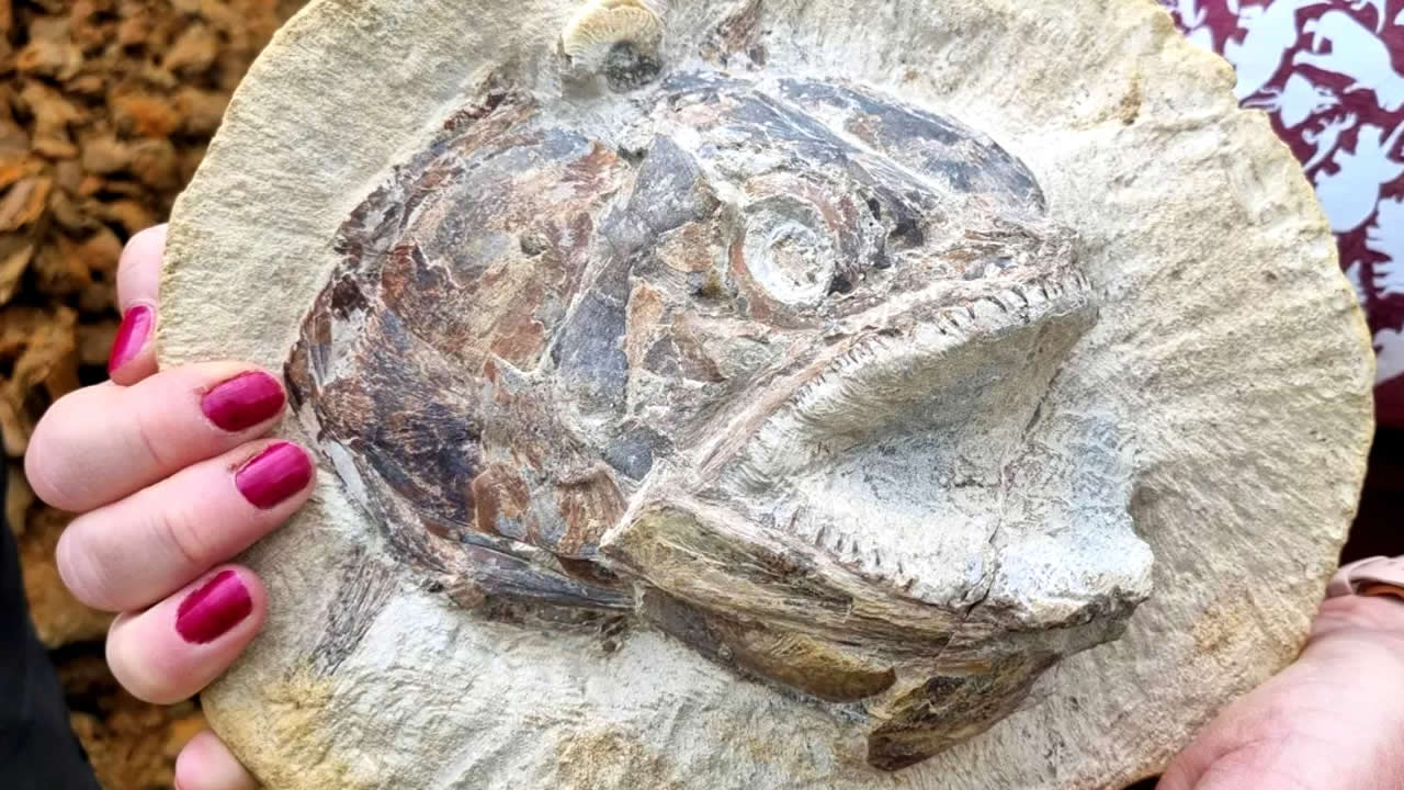 El fósil en 3D de un pez jurásico conocido como Pachycormus fue uno de los más de 180 fósiles encontrados en una granja en el Reino Unido