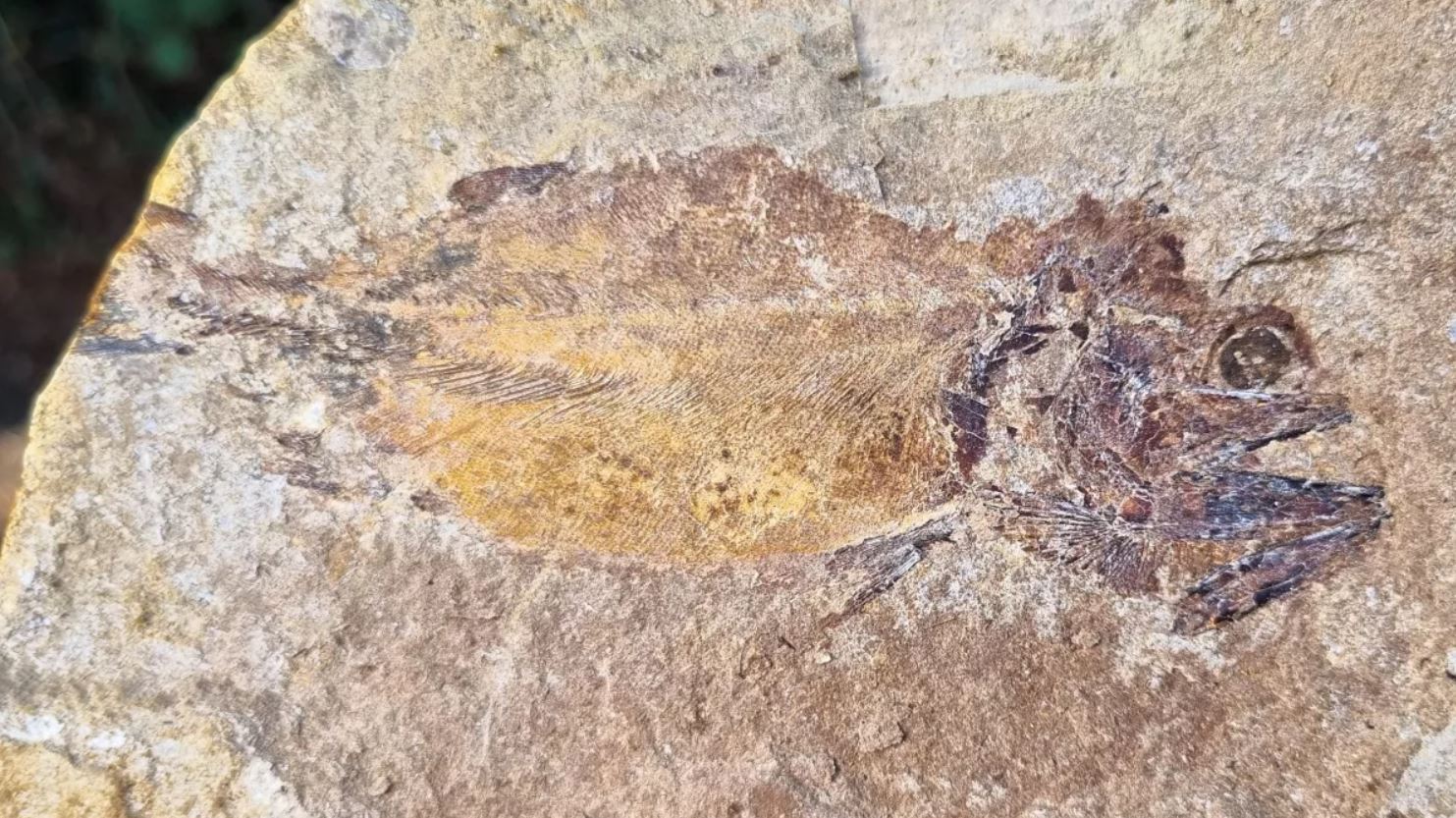 Las escamas y los ojos de un pez fueron algunos de los tejidos blandos conservados durante más de 180 millones de años