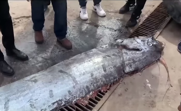 El pez remo capturado por pescadores en Chile