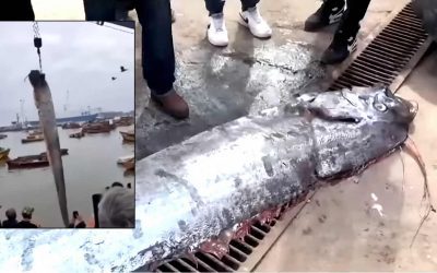 Capturan un pez remo de más de 6 metros en la costa de Arica en Chile