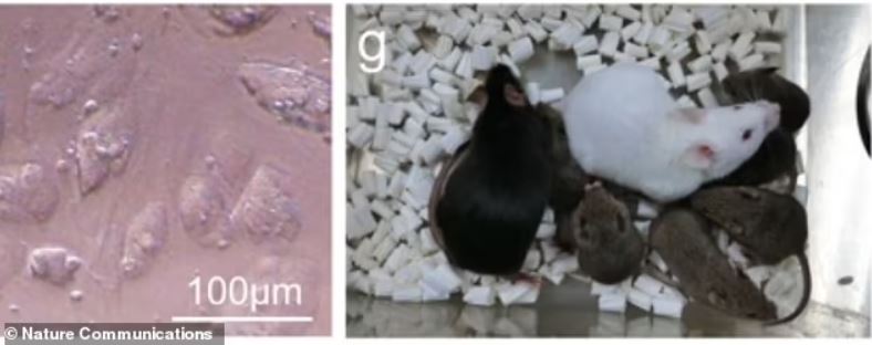 Investigadores en Japón han utilizado células somáticas liofilizadas para clonar ratones. En la imagen, un ratón clonado llamado "Dorami" (derecha) y un primer plano de las líneas celulares