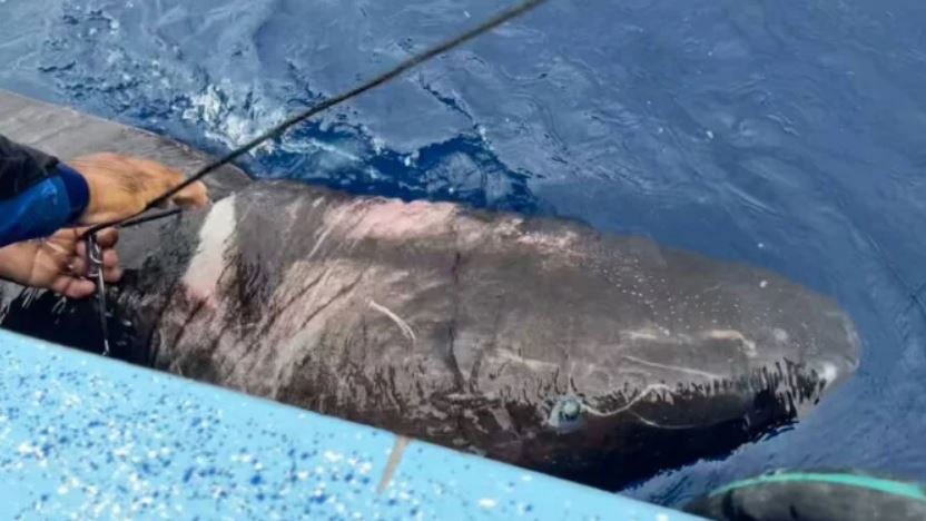 El tiburón ciego fue encontrado a miles de kilómetros de su hábitat habitual