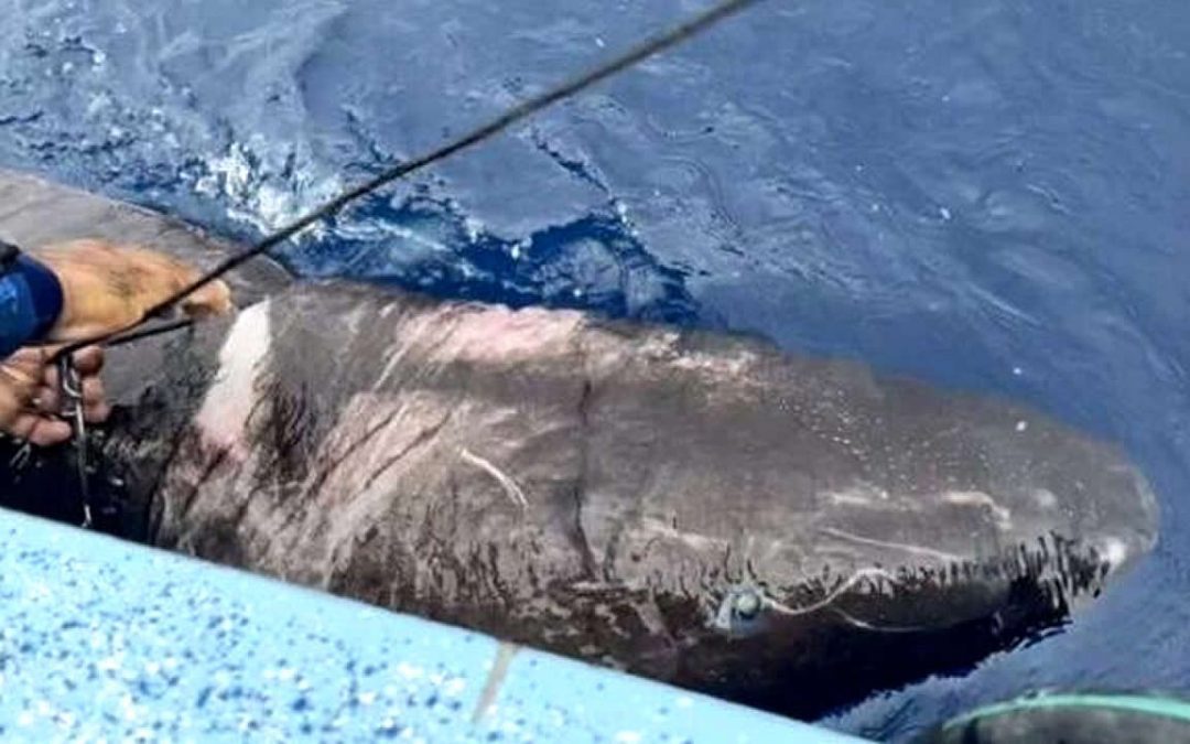 Tiburón “ciego” de 400 años que vive en el Ártico, aparece en las aguas del Caribe