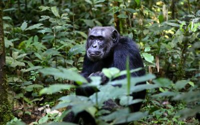 Observan a chimpancés cavando pozos en el suelo para “filtrar agua limpia”, en la selva de África