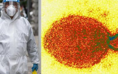 China: detectados “35 contagios” en humanos de un nuevo virus de origen animal