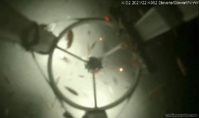 Criaturas parecidas a camarones en un ecosistema submarino recién descubierto debajo de la plataforma de hielo de Ross