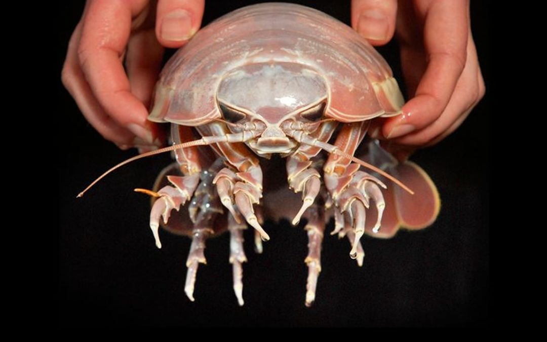 Descubren un nuevo “isópodo gigante” en aguas profundas del Golfo de México