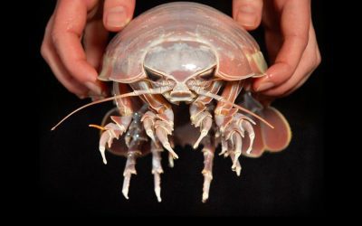 Descubren un nuevo “isópodo gigante” en aguas profundas del Golfo de México