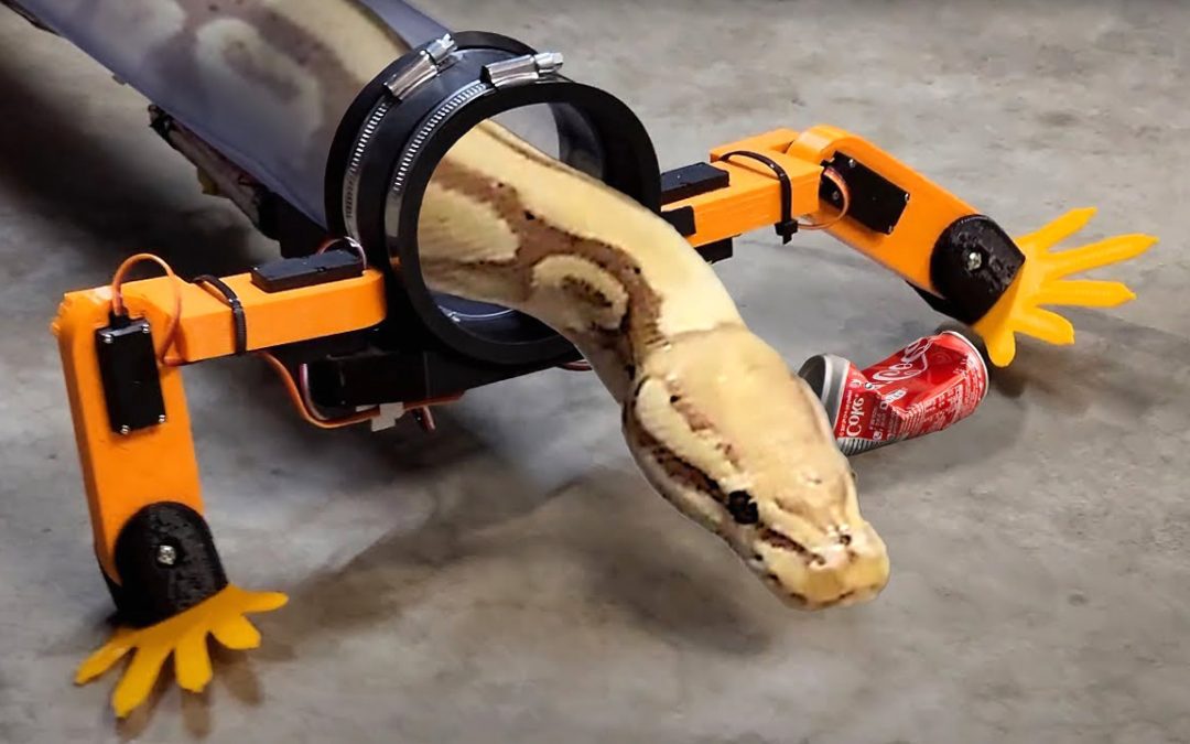 Aficionado construye “piernas robóticas” para que las serpientes puedan “volver a caminar”