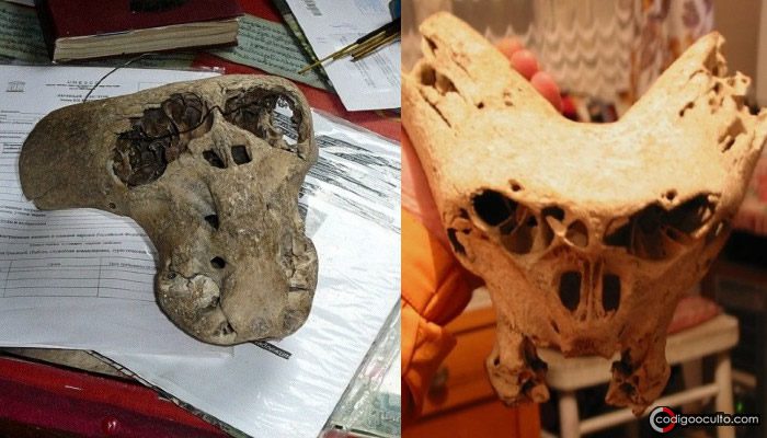 Ningún experto ha podido explicar la procedencia de los cráneos