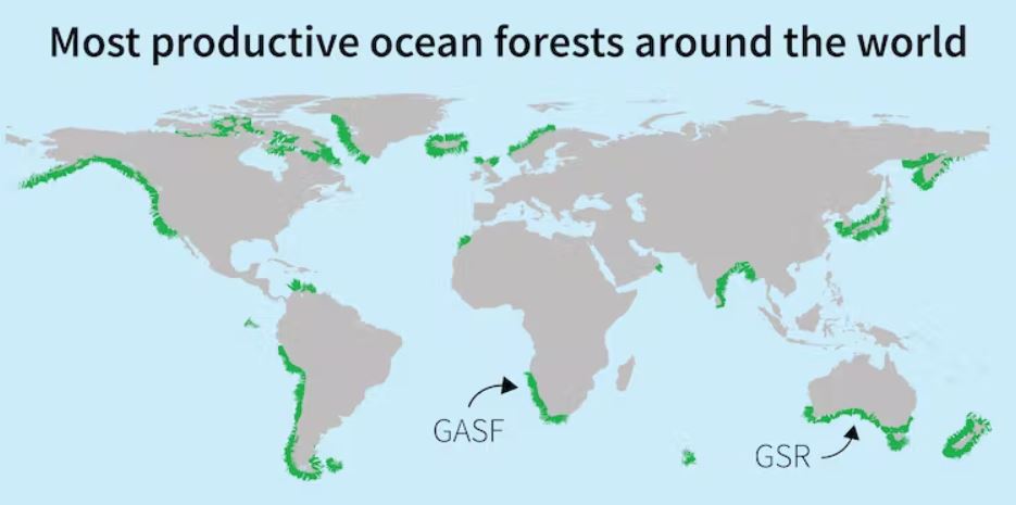 Solo algunos de los bosques más productivos del mundo, como el Great African Seaforest (GASF)  o Gran Bosque Marino Africano y el Great Southern Reef  (GSR) o  Gran Arrecife del Sur, han sido reconocidos y nombrados