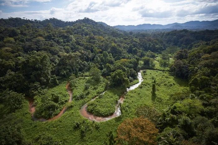 Selva hondureña