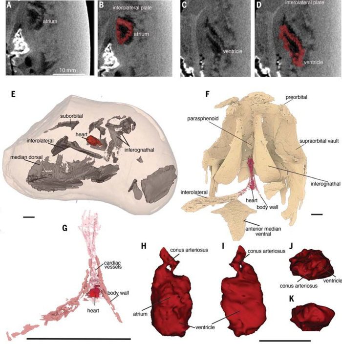 La exploración reveló detalles increíbles sobre el corazón, incluidos los ventrículos y las aurículas