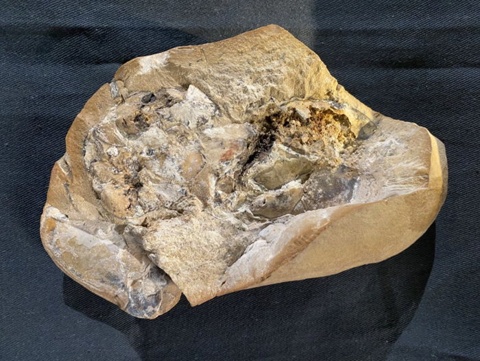 Este es el fósil en el que se encontró un corazón de artrodire tridimensional casi perfecto