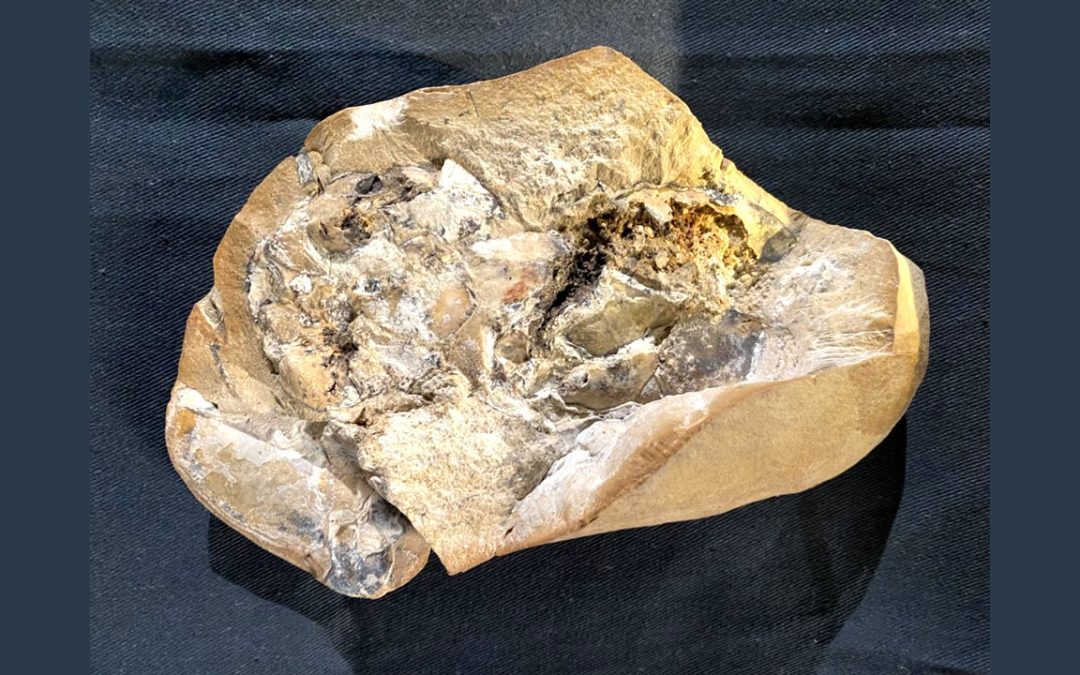 Hallado un “corazón fosilizado” de 380 millones de años. El más antiguo conocido
