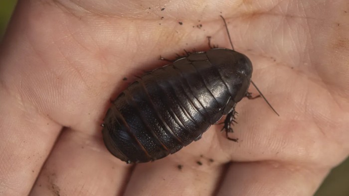 Cucaracha de Lord Howe